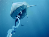 GoFish Underwater Camera